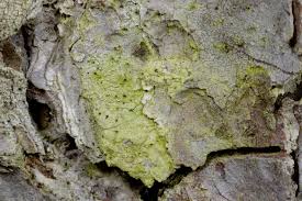 Attēlu rezultāti vaicājumam “Microcalicium disseminatum”