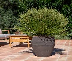 Attēlu rezultāti vaicājumam “Pottiales”