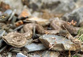 Attēlu rezultāti vaicājumam “Coronella austriaca”