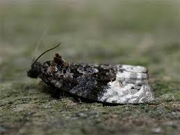 Attēlu rezultāti vaicājumam “Apotomis betuletana”