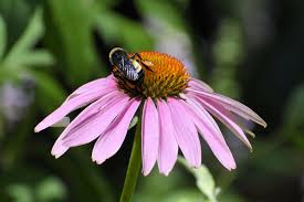 Image result for Echinacea purpurea