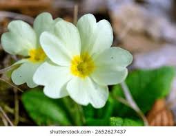 Attēlu rezultāti vaicājumam “Primulaceae”