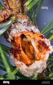 Attēlu rezultāti vaicājumam “Retinia resinella”