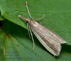 Attēlu rezultāti vaicājumam “Donacaula mucronella”