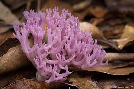 Attēlu rezultāti vaicājumam “Clavaria zollingeri”