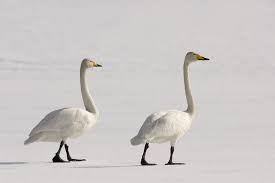 Attēlu rezultāti vaicājumam “Cygnus cygnus adult”