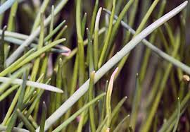 Image result for Schnittlauch