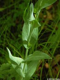 Attēlu rezultāti vaicājumam “Arabis glabra leaf”