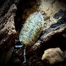 Attēlu rezultāti vaicājumam “Porcellio scaber”