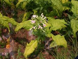 Attēlu rezultāti vaicājumam “Nicotiana tabacum leaf”