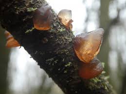 Attēlu rezultāti vaicājumam “Exidia recisa”