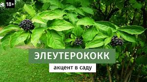 Attēlu rezultāti vaicājumam “Eleutherococcus sessiliflorus”