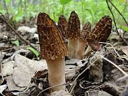 Attēlu rezultāti vaicājumam “Morchella sp.”