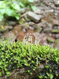 Attēlu rezultāti vaicājumam “Marchantiopsida”
