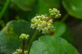 「銅錢草」的圖片搜尋結果