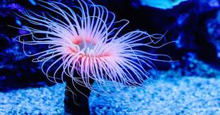 Image result for sea Anemone