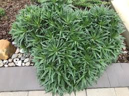 Attēlu rezultāti vaicājumam “Najas flexilis leaf”