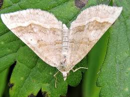 Attēlu rezultāti vaicājumam “Scotopteryx chenopodiata”