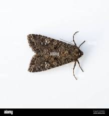 Attēlu rezultāti vaicājumam “Mamestra brassicae”