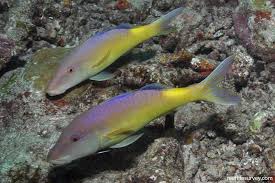 Image result for Parupeneus cyclostomus