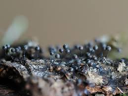 Attēlu rezultāti vaicājumam “Lamproderma gulielmae macro”