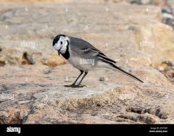 Attēlu rezultāti vaicājumam “Motacilla alba”