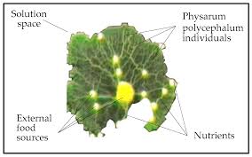 Attēlu rezultāti vaicājumam “Physarum contextum”