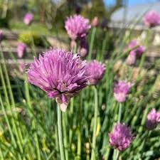 Image result for Allium schoenoprasum