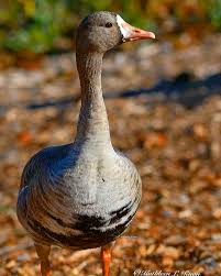 Attēlu rezultāti vaicājumam “Anser albifrons adult”