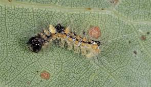 Attēlu rezultāti vaicājumam “Moma alpium”