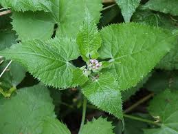 Attēlu rezultāti vaicājumam “Lunaria rediviva leaf”