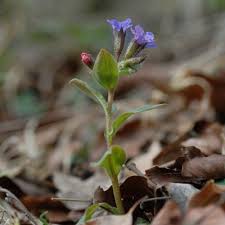 Attēlu rezultāti vaicājumam “Pulmonaria obscura bud”
