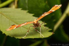 Attēlu rezultāti vaicājumam “Cnaemidophorus rhododactyla”