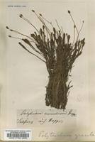 Attēlu rezultāti vaicājumam “Polytrichastrum longisetum”