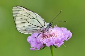 Attēlu rezultāti vaicājumam “Aporia crataegi upperside”