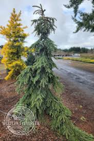 Attēlu rezultāti vaicājumam “Picea pungens”