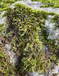 Attēlu rezultāti vaicājumam “Homomallium incurvatum”