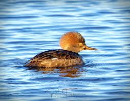 Attēlu rezultāti vaicājumam “Mergus merganser juvenile”