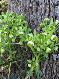 Image result for Helleborus foetidus