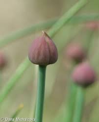 Attēlu rezultāti vaicājumam “Allium schoenoprasum bud”