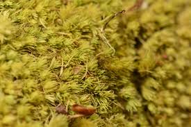 Attēlu rezultāti vaicājumam “Leucobryum juniperoideum”