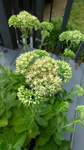 Attēlu rezultāti vaicājumam “Hylotelephium maximum”