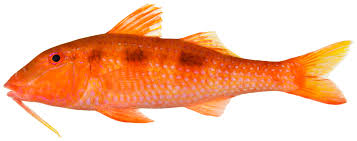 Image result for Pseudupeneus maculatus