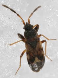 Attēlu rezultāti vaicājumam “Scolopostethus thomsoni”