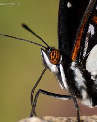 Attēlu rezultāti vaicājumam “Vanessa cardui underside”
