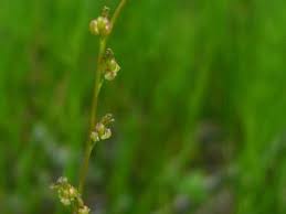 Attēlu rezultāti vaicājumam “Triglochin palustre fruit”