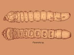 Attēlu rezultāti vaicājumam “Cerambycidae larva”