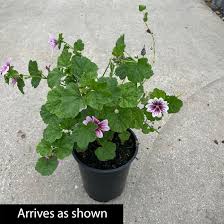 Image result for Malva sylvestris 'Zebrina'