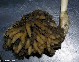 Attēlu rezultāti vaicājumam “Neottia nidus-avis fruit”