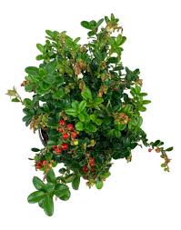 Attēlu rezultāti vaicājumam “Vaccinium vitis-idaea bud”